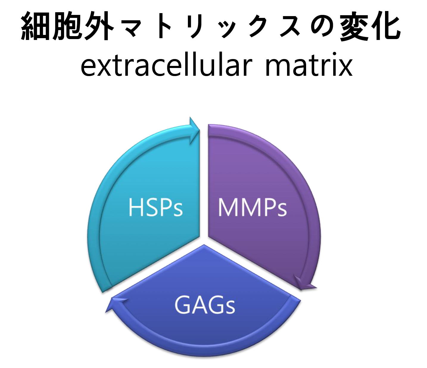 細胞外マトリックスの変化 HSPs MMPs GAGs