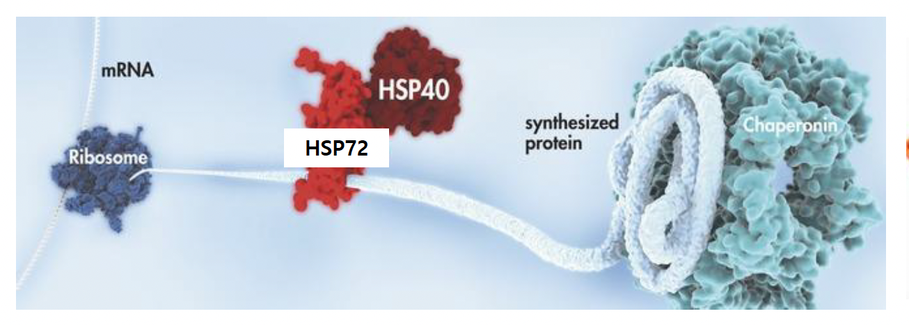 HSPs 熱ショックタンパク質 HSP72 HSP40 タンパク質合成