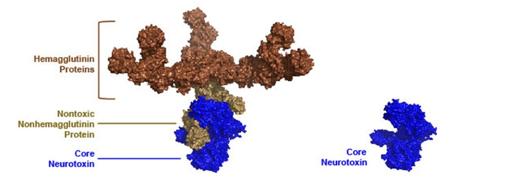 ボツリヌストキシンの分子構造比較